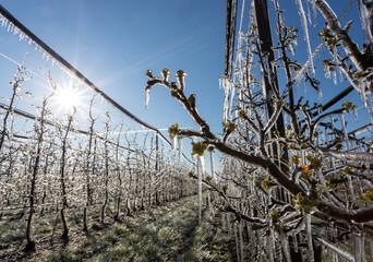 Trees in orchard covered with freezers in spring