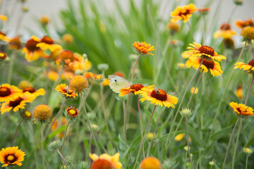 Yellow flowers of Gaillardia aristata with green leaves and stems. On the petals of the flower sits a white butterfly cabbage. The background is blurred