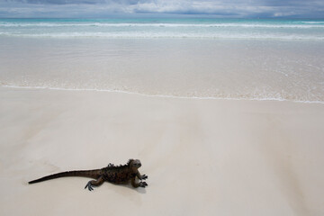 iguanas on a white sandy beach in Galapagos Islands