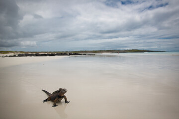 iguanas on a white sandy beach in Galapagos Islands