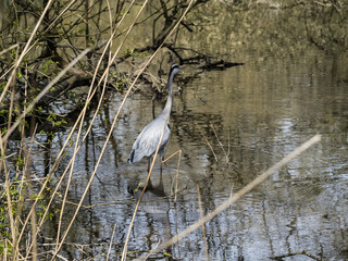 HERON IN THE REEDS
