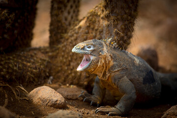 iguana over a rock in Galapagos