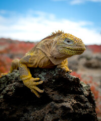iguana over a rock in Galapagos
