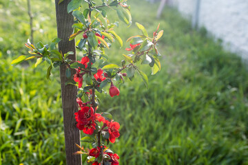 Close up delicate red flowers of Chaenomeles japonica shrub, commonly known as Japanese quince or...