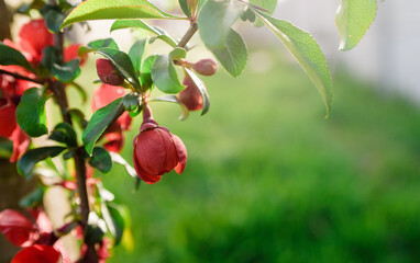 Close up delicate red flowers of Chaenomeles japonica shrub, commonly known as Japanese quince or Maule's quince in a sunny spring garden, beautiful Japanese blossoms floral background, sakura.