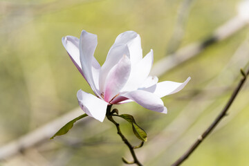 Magnolia
