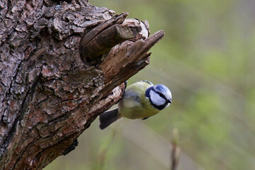 The Great Tit, Parus major, is sitting in color environment of wildlife, sýkora koňadra