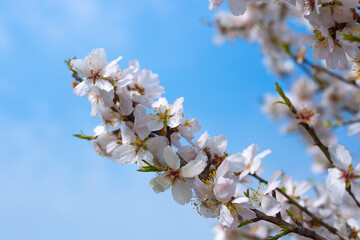 lush bloom of fruit trees on a spring afternoon against a blue sky. Sakura flowers on a branch