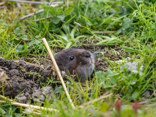 Water Vole looking our of a Hole