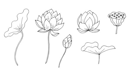 Flowers, leaves, lotus fruits. Vector illustration. Linear drawing.