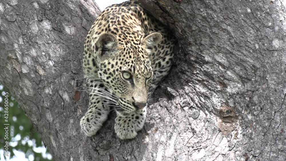 Poster close-up of a leopard as it sits perched in a tree.