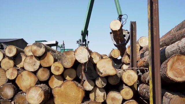 Grue attrapant des buches de bois tronc d'arbre