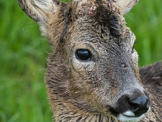 Close up of Male Roe Deer Head