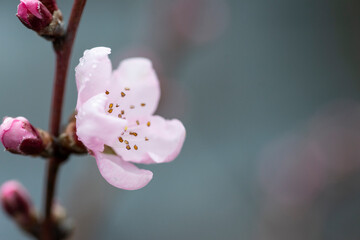 spring blossom 8