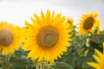 Sunflower on a sunflower field in the sun