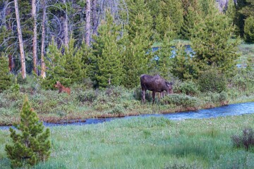 mother moose grazes while baby moose plays