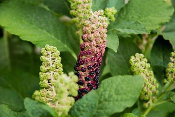 Green-purple buds of the plant Lakonos berry on a background of green leaves