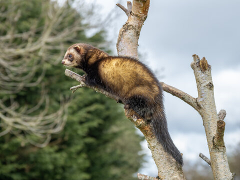 Captive polecat sitting on a branch