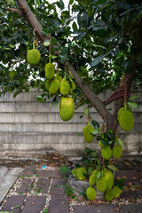 Jackfruit trees that are producing fruit waiting to be harvested.