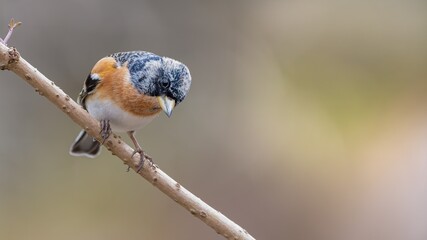 atur, wild lebende tiere, tier, baum, rot, wild, finch