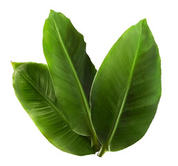 Fototapeta premium Fresh greeen banana leaves