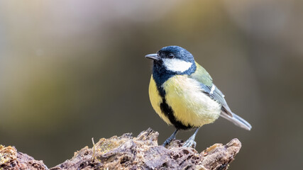Fototapeta premium bird, natur, wild lebende tiere, tier, ast, blau, kohlmeise, 
