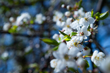 spring blossom 6