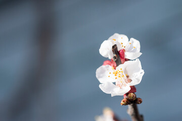 spring blossom 5