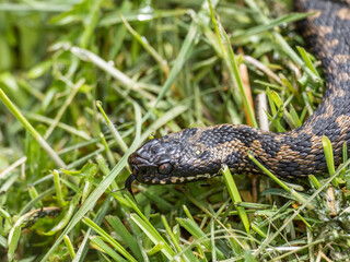 Close-up of Adder with its Tongue out