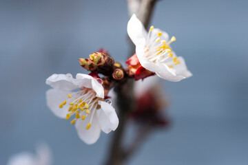 spring blossom 5