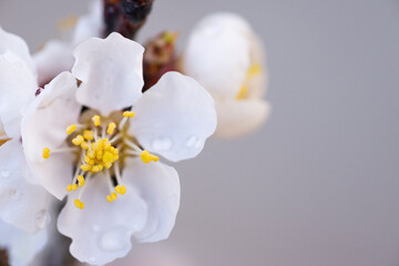 spring blossom 3