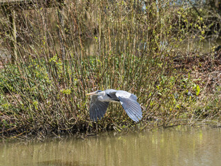 Grey Heron Flying by a Lake