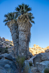 Fototapeta na wymiar Plants of Lost Palms Oasis in Joshua Tree National Park