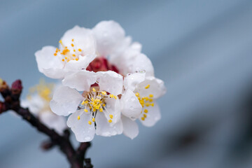 blossom in spring 2