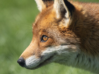 Close-up of a Red Fox in Grass
