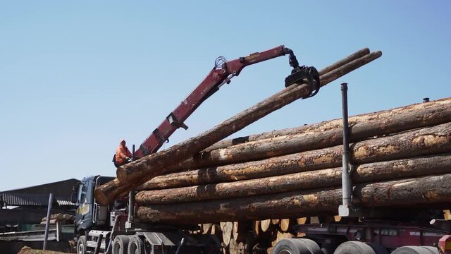Grue attrapant des buches de bois tronc d'arbre