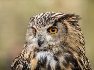 Eagle-owl. Close uo of the Head.