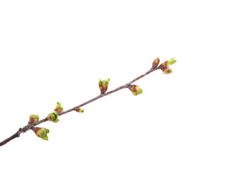 Twig with green buds.