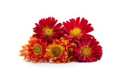 Red chrysanthemums with green leaves.