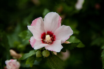 Hibiscus flowers grassy shrub close - up surrounded by green leaves.