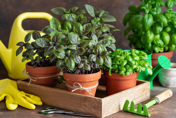 Fototapeta na wymiar Fresh grown home basil in pots. Gardening concept. Violet and green basil in a wooden box. Tools for gardening. Selective focus.
