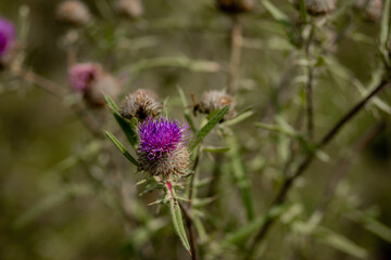 Close up of Bee collects honey from thistle, macro