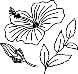Tropical hibiscus doodle element. Exotic flower blossom 
