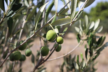 Fototapeta premium Close-up of a green olive on a branch of an olive tree, Croatia. A picturesque branch of an olive tree with green fruits illuminated by the rays of the sun on a summer day
