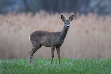 Roe deer on a meadow