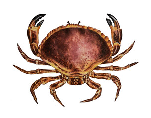 Sea crab. Watercolor illustration. Hand drawn. Closeup.
