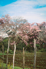 exotic trees with pink flowers and blue sky background in tropical forest