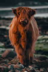 highland cow in water Scotland wildlife