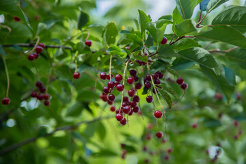 Red wild cherry berries on a tree surrounded by green leaves