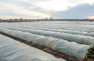 Plakat Tunnel rows of a potato plantation covered with a plastic film membrane. Protecting from frost and wind. Create a greenhouse effect. Climate control. New materials and technologies in agro industry.